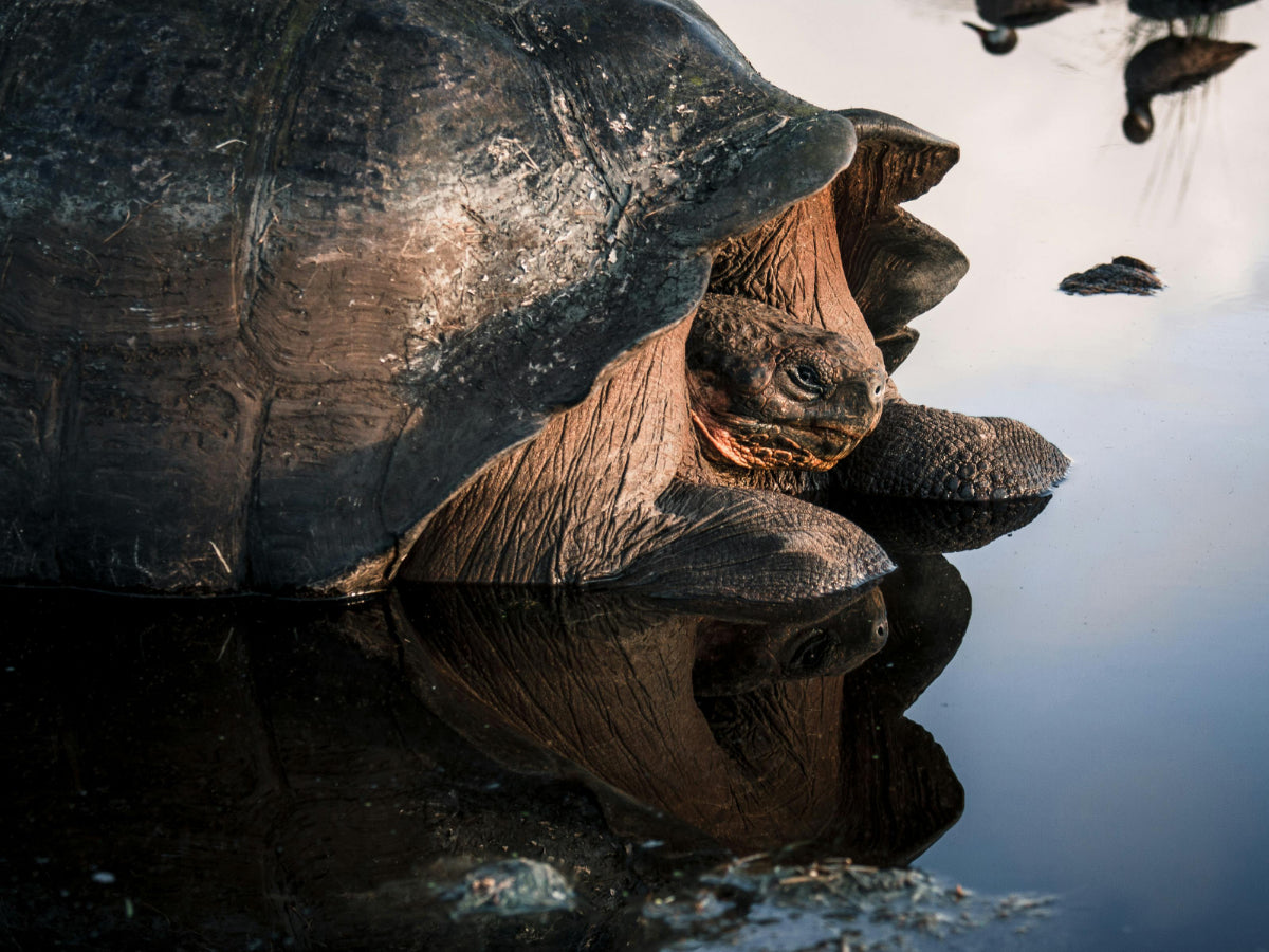 Galapagos tortoise representing being young for my age