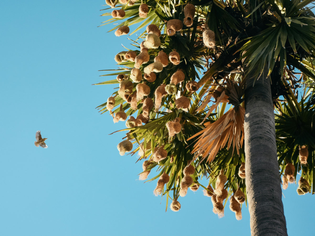 baya weaver nests representing not being allowed to enter into contracts