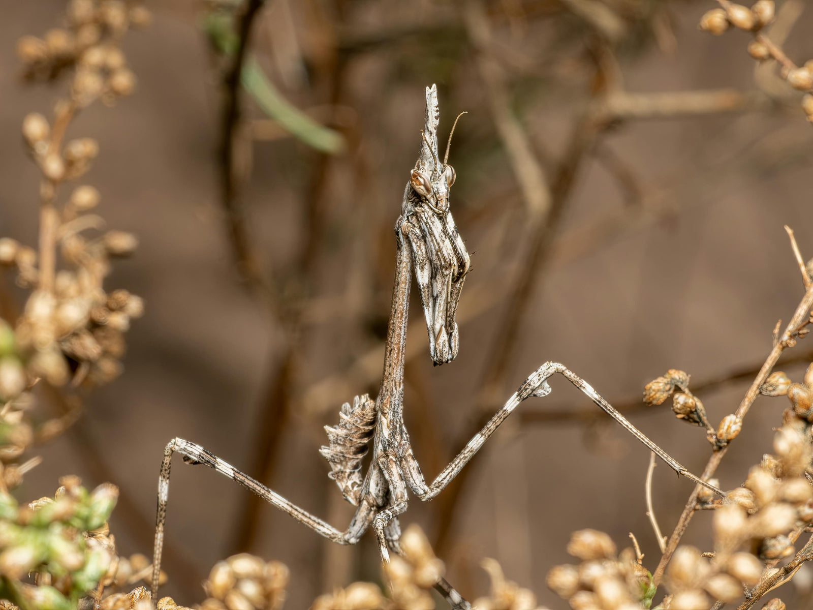 a conehead mantis representing weighing a healthy amount