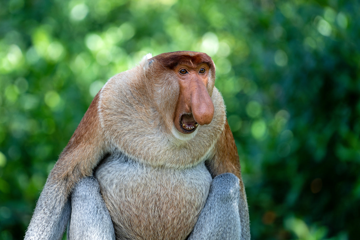 Close-up of a proboscis monkey with a blurred green background, representing contact Percent Free