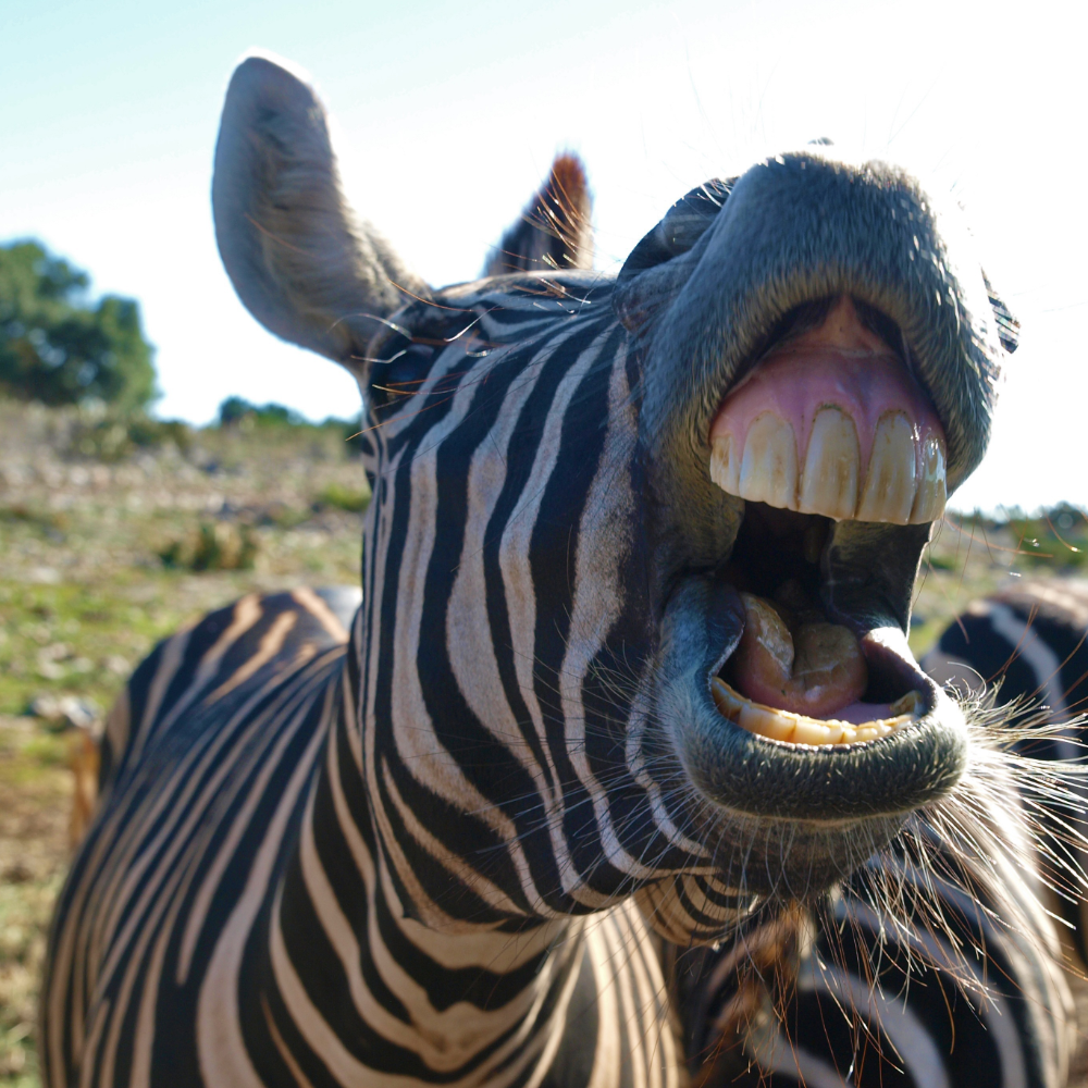 a happy zebra representing physical freedom