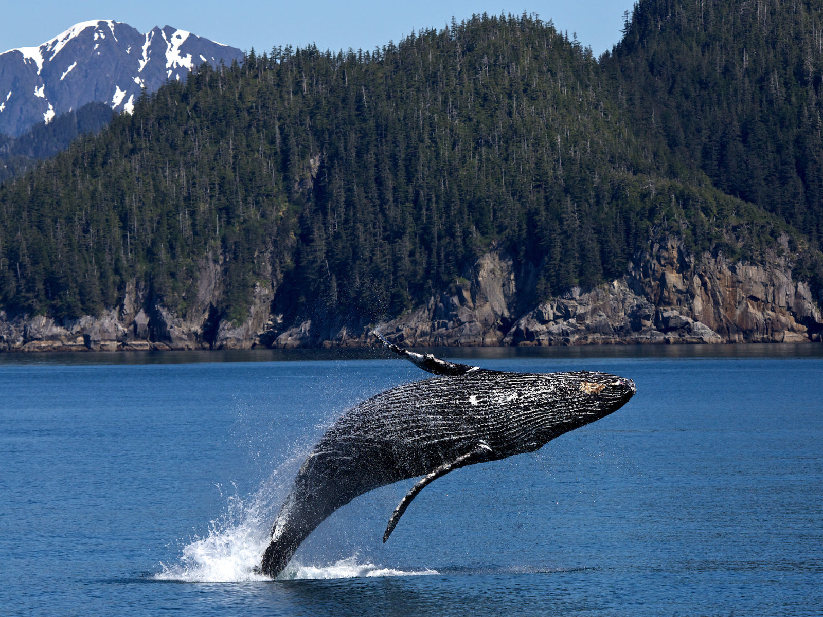 a humpback whale breaching representing weighing a healthy amount