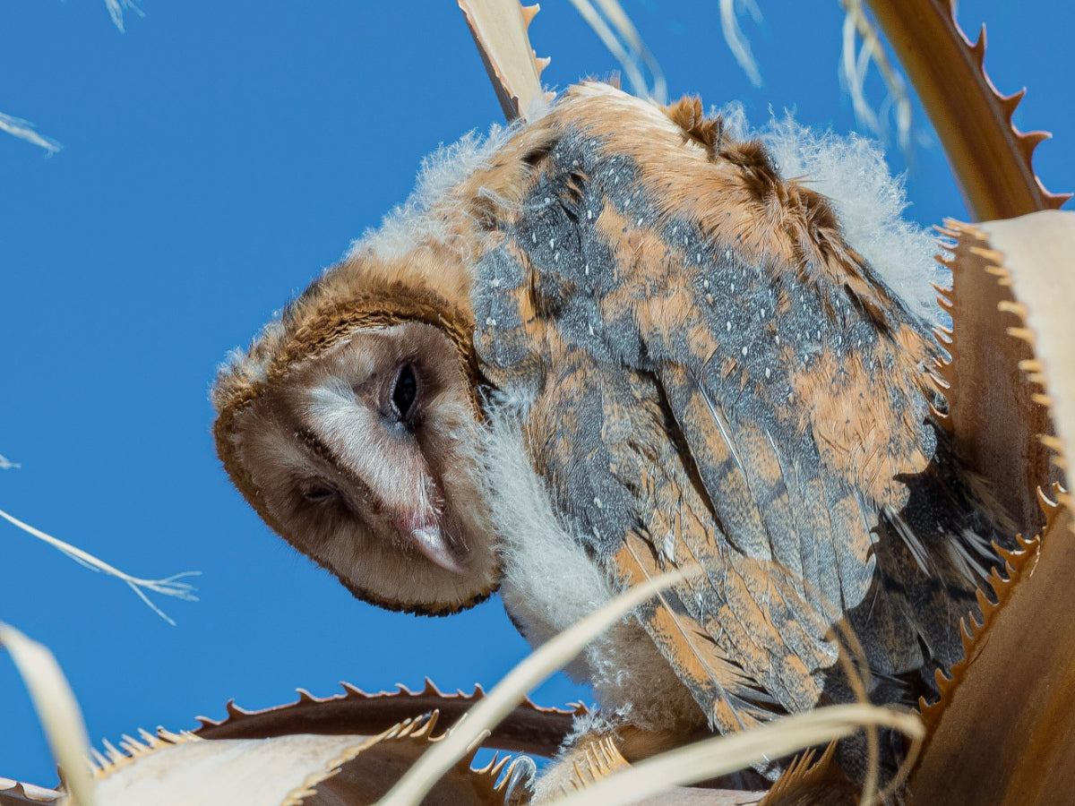 juvenile barn owl representing being old for my age