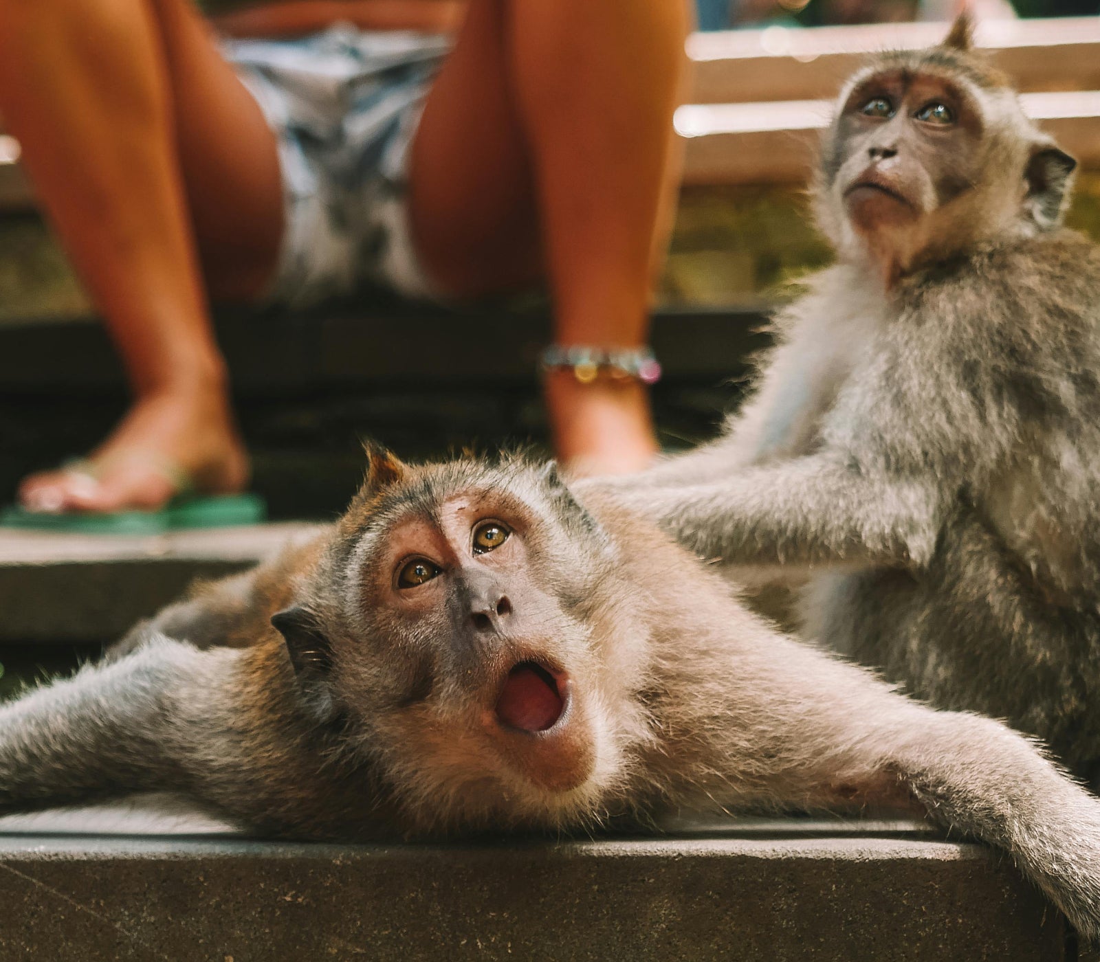 a monkey giving a massage to another monkey representing not relaxing