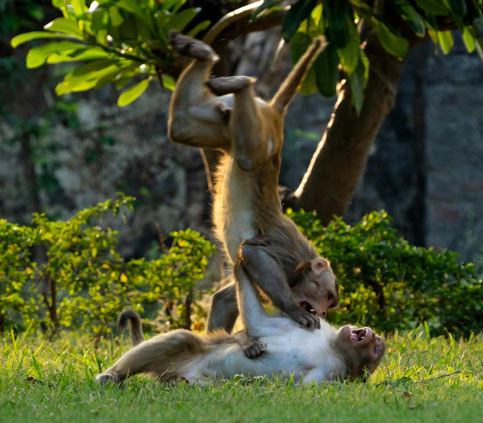 two monkeys playing representing relaxation