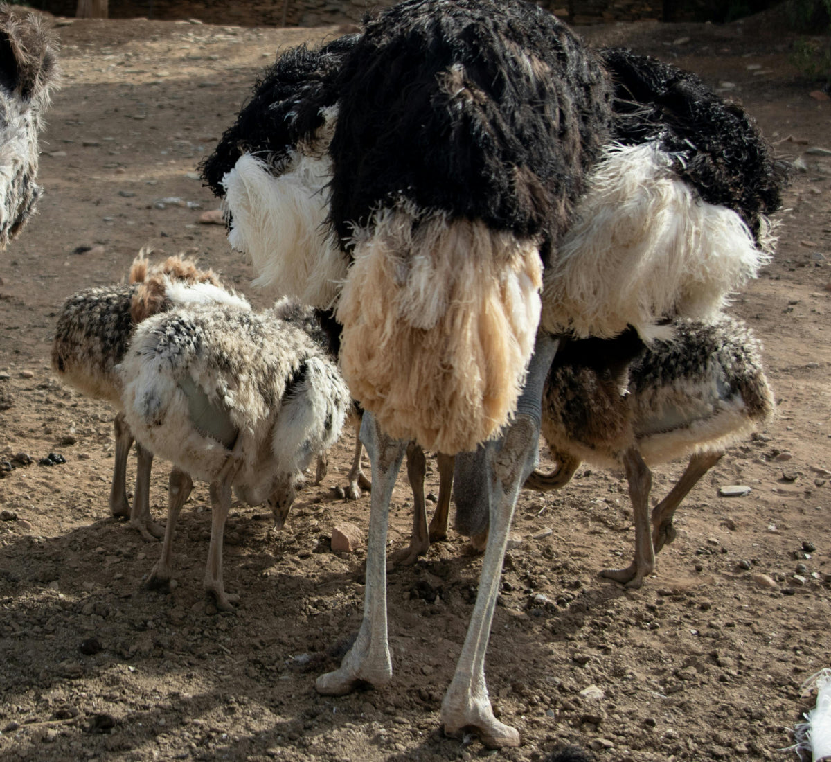 ostriches representing not being spied on