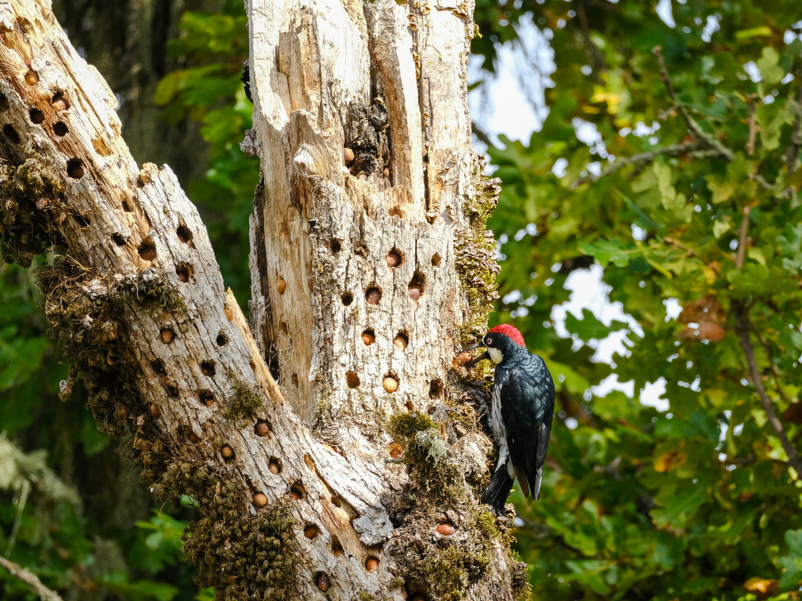 acorn woodpecker storing acorns in a granary tree in the fall.jpg