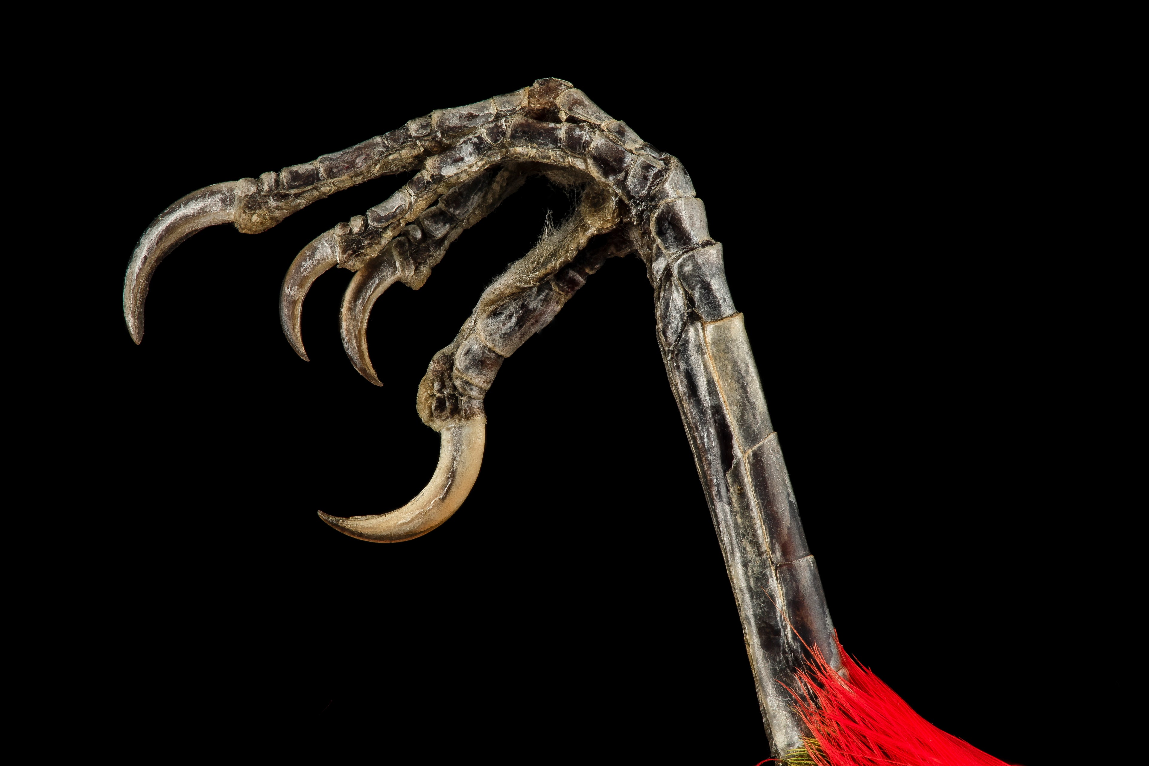 a scarlet tanager claw representing the government meddling in people's lives