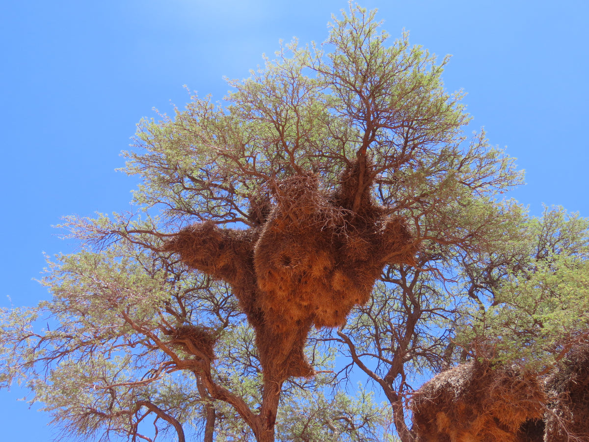 a sociable weaver community nest representing being allowed to enter into contracts