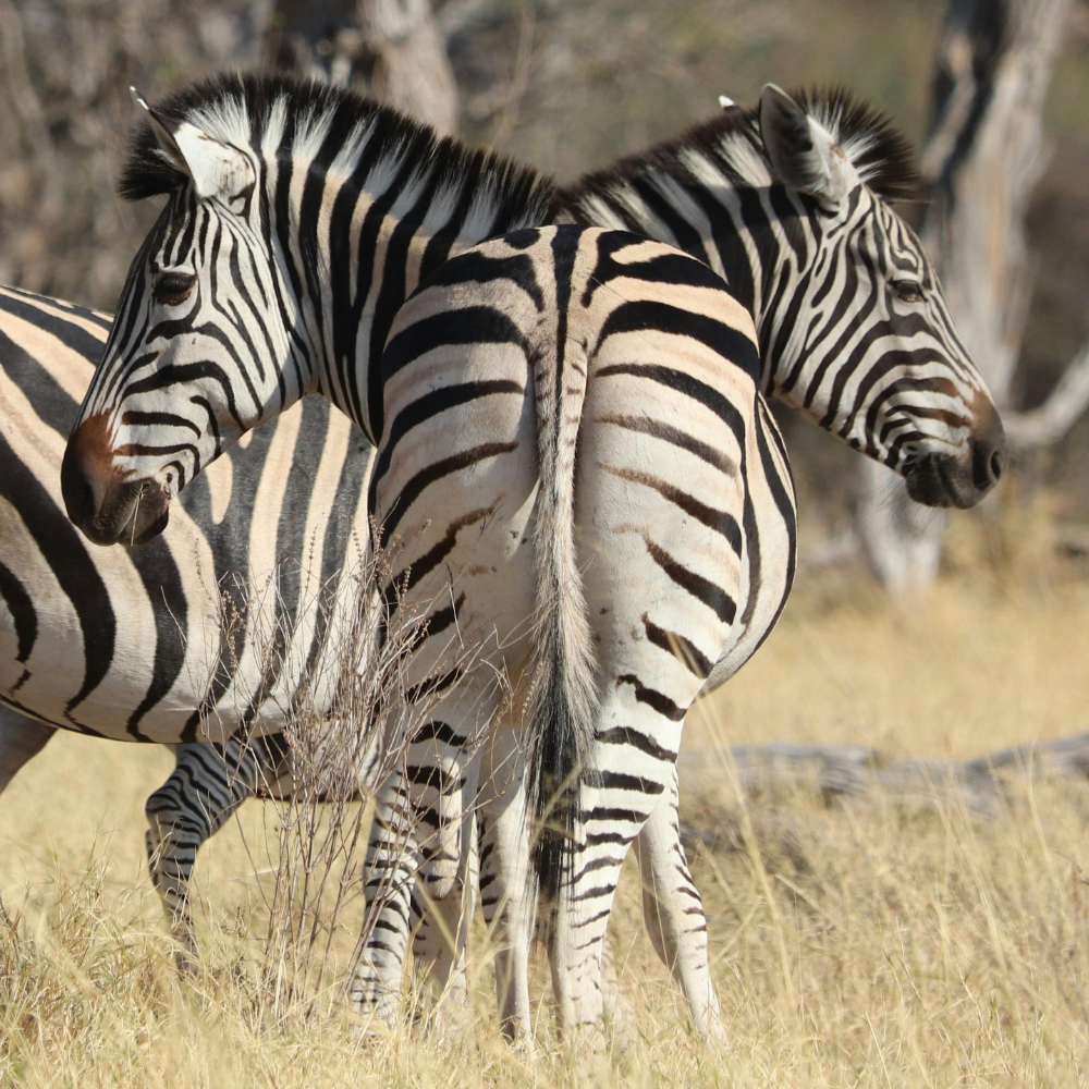 two zebras looking away from each other representing not being romantic